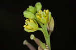 Southern marsh yellowcress